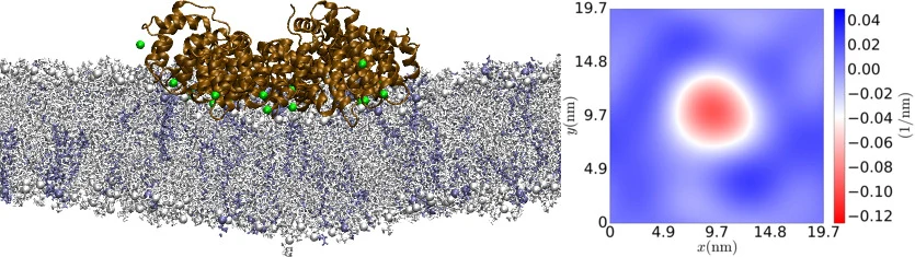 Annexin bound to a lipid membrane alongside a membrane-curvature map