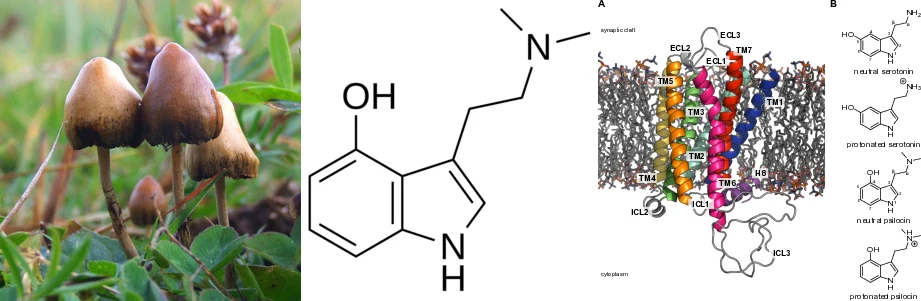 Psilocybin mushrooms and a membrane-embedded G-protein-coupled receptor