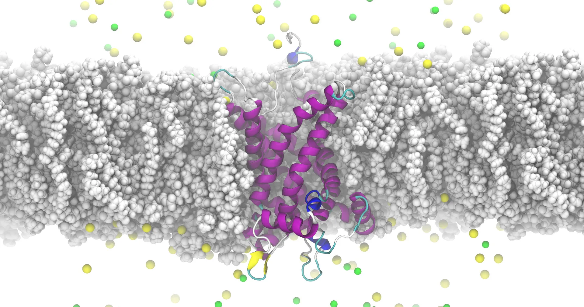 Mitochondrial SLC25 carrier protein embedded in a lipid membrane